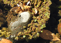 Azolla filiculoides