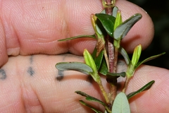 Eucryphia milliganii