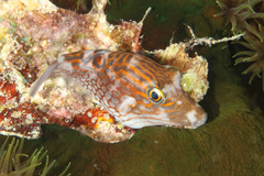 Canthigaster janthinoptera