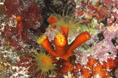 Tubastraea