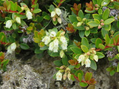 Gaultheria crassa