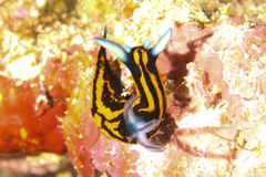 Roboastra gracilis