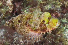 Scorpaenopsis