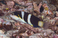 Thalassoma nigrofasciatum