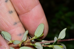 Eucryphia milliganii