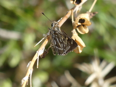 Trapezites argenteoornatus