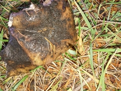 Gomphidius oregonensis