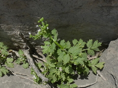 Valeriana chaerophylloides