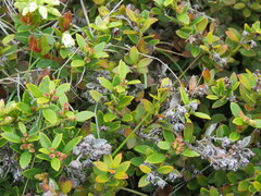 Gaultheria crassa