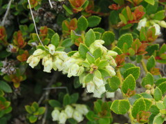 Gaultheria crassa
