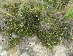 Gaultheria crassa