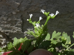 Valeriana chaerophylloides