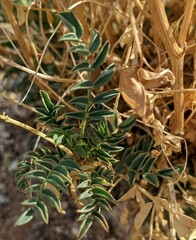 Astragalus preussii