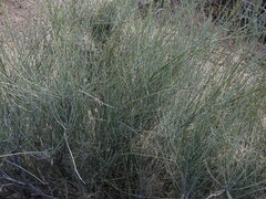 Ephedra aspera