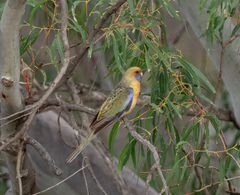 Platycercus elegans flaveolus