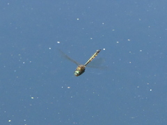 Hemicordulia armstrongi