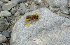 Leioproctus fulvescens