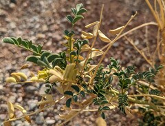 Astragalus preussii