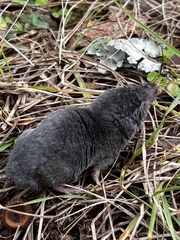 Blarina carolinensis