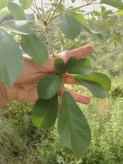 Handroanthus ochraceus