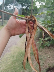 Handroanthus ochraceus