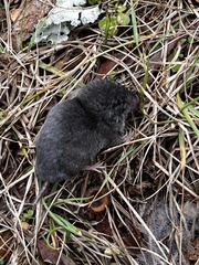 Blarina carolinensis