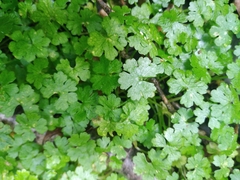Hydrocotyle heteromeria