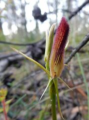 Cryptostylis hunteriana