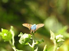Urbanus proteus proteus