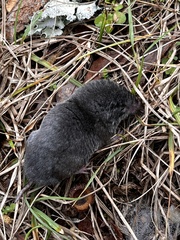 Blarina carolinensis