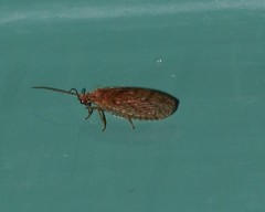 Micromus angulatus
