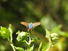 Urbanus proteus proteus
