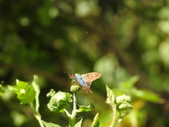 Urbanus proteus proteus