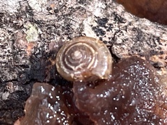 Polygyra cereolus