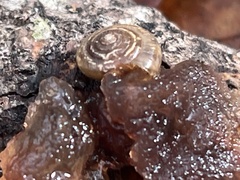 Polygyra cereolus