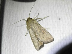 Mythimna convecta