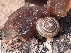 Polygyra cereolus