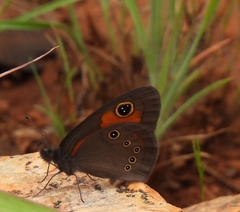 Paternympha narycia