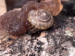 Polygyra cereolus