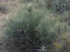 Ephedra aspera