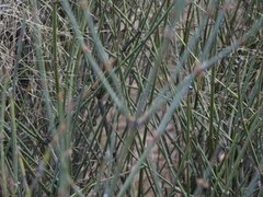 Ephedra aspera