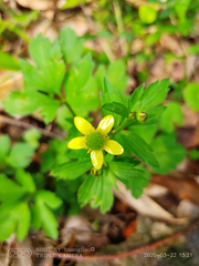 Ranunculus sieboldii