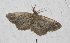 Hypagyrtis piniata
