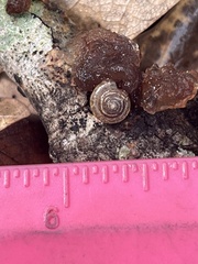 Polygyra cereolus