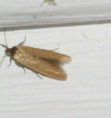 Holcocera immaculella