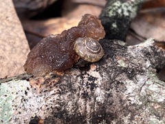 Polygyra cereolus