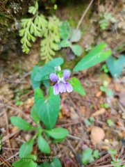 Viola mandshurica