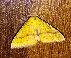 Lepidoptera