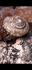Polygyra cereolus