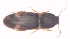 Pseudaeolus